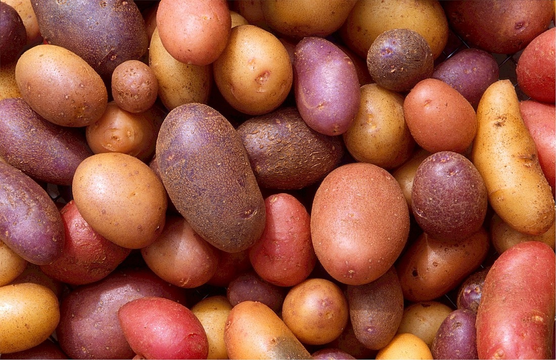 What Are New Potatoes?