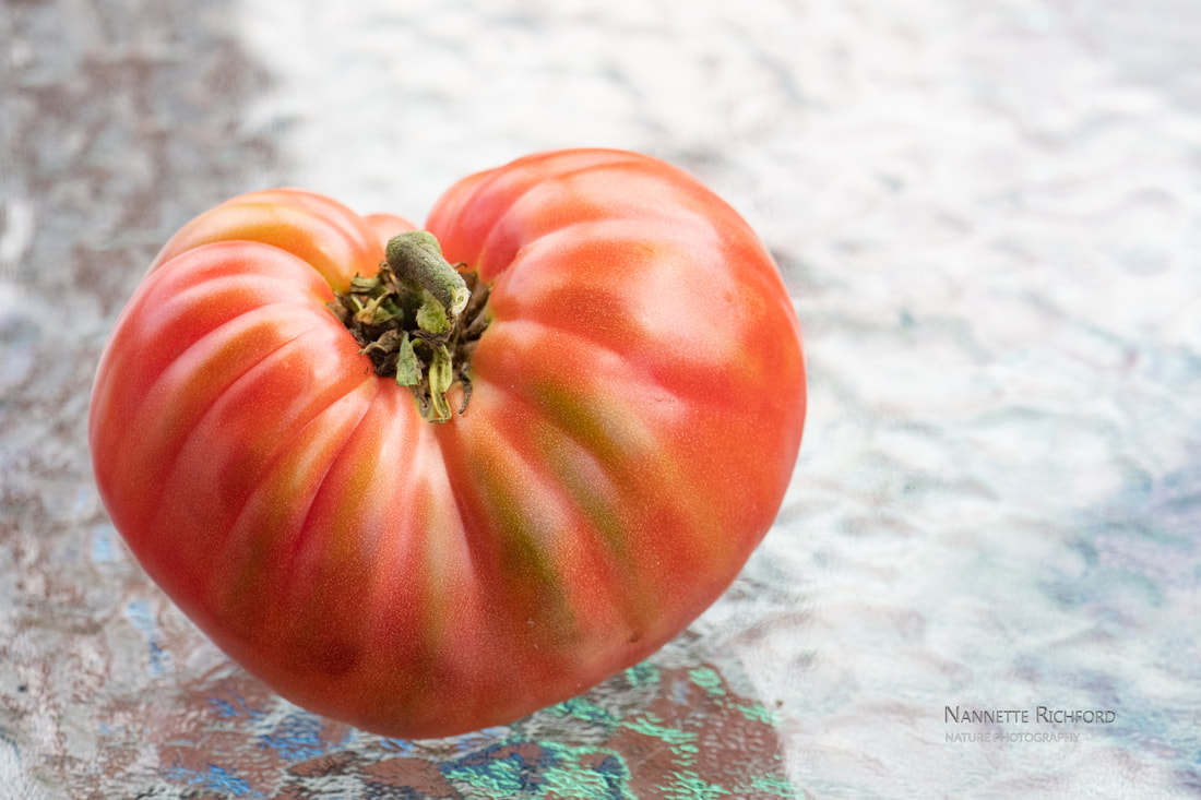 Brandywine Tomatoes - Maine Garden Ideas