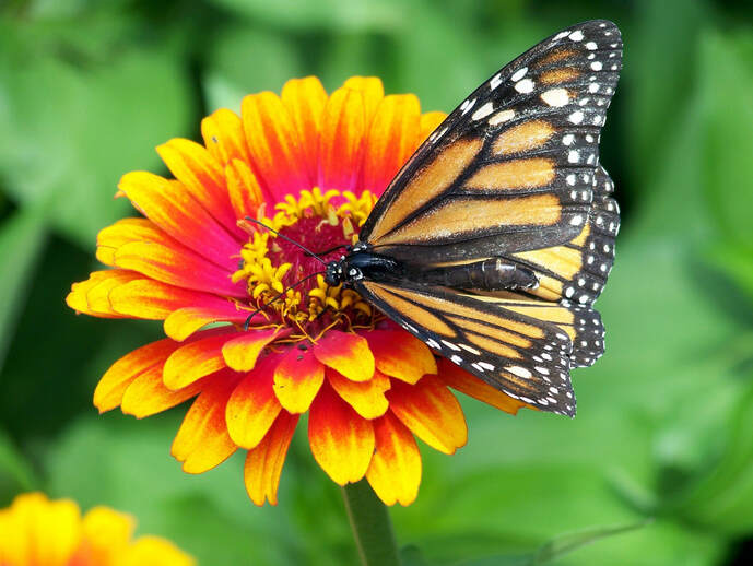 Monarch on Zinnia Picture