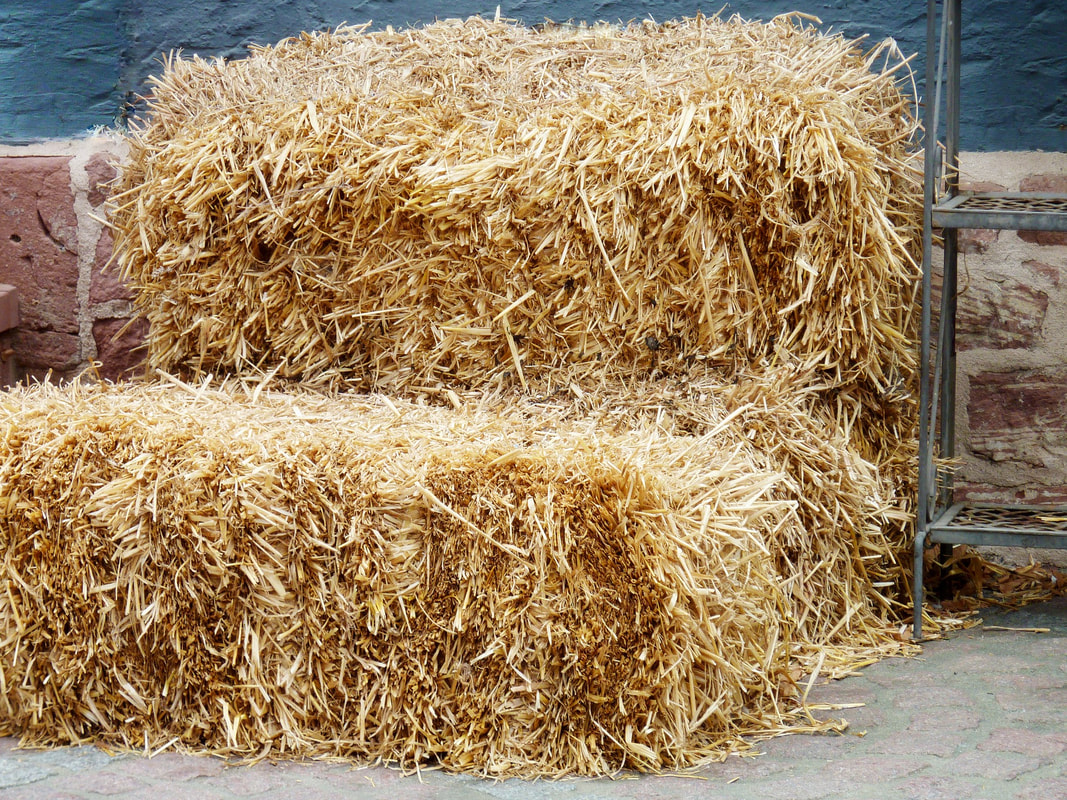 Growing potatoes in hay or straw bales produces clean tubers