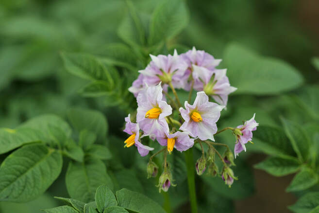 Potato Blossoms 