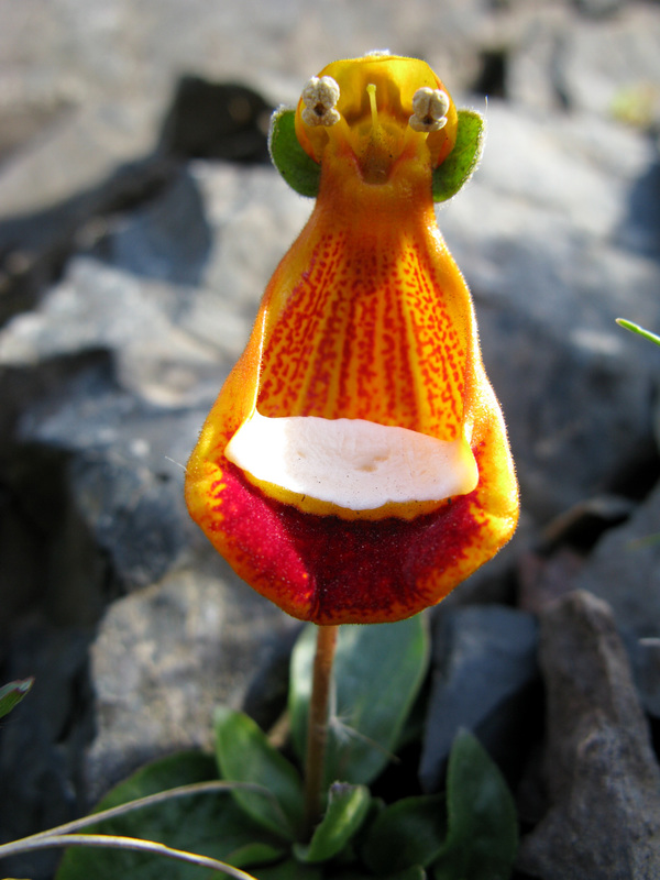 Happy Alien Orchid